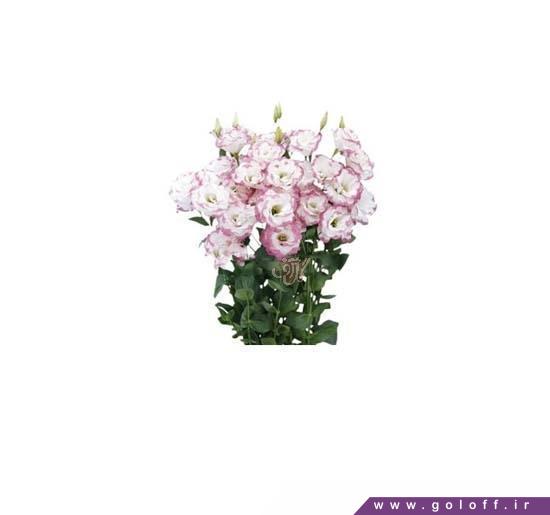 گل فروشی آنلاین - گل لیسیانتوس پیکولو - Lisianthus | گل آف